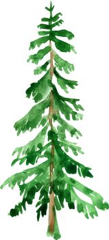 Green fir tree drawing by watercolor, isolated forest element, conifer tree, hand drawn illustration