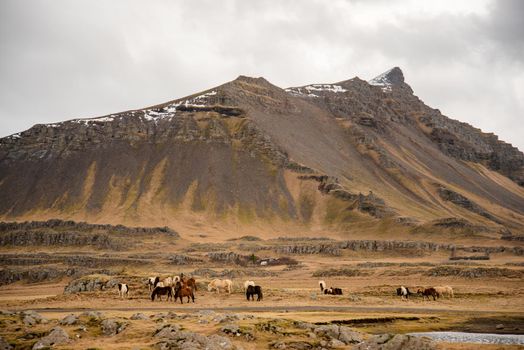 Iceland mountainscape with a herd of beautiful horses grazing at the foothills earthy colors of green grey brown with great texture