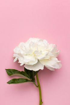 Closeup of beautiful white peony flower in vase on pink background with copy space, holiday and birthday concept, flower shot