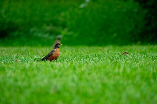 An American Robin in a Field of Bright Green Grass