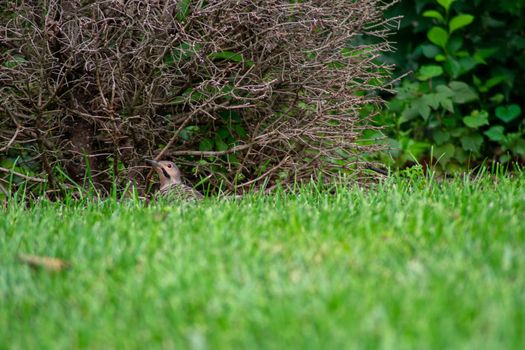 A Northern Flicker on the ground In Front of a Dead Bush