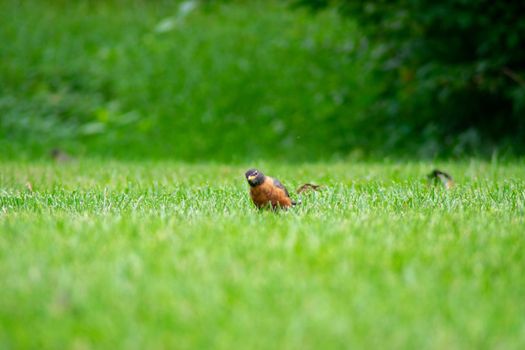 A Group of American Robin in a Field of Bright Green Grass