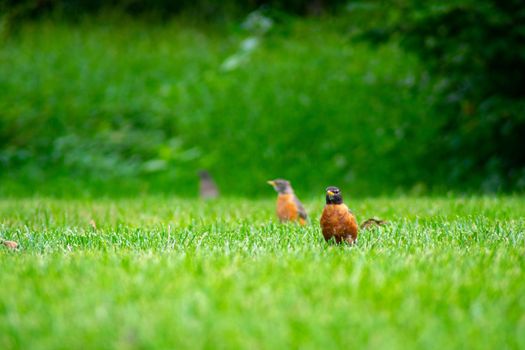 A Group of American Robin in a Field of Bright Green Grass