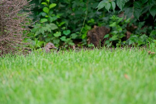 A Northern Flicker Foraging in Bright Green Grass