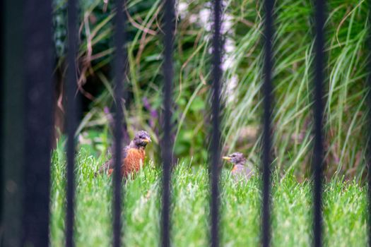 Looking Through a Black Metal Fence at an American Robine Standing in Bright Green Grass in a Backyard in Suburban Pennsylvania