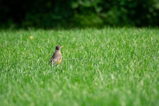An American Robin Standing in a Bright Green Grass Field in a Backyard in Suburban Pennsylvania