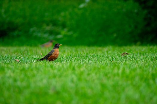 An American Robin in a Field of Bright Green Grass