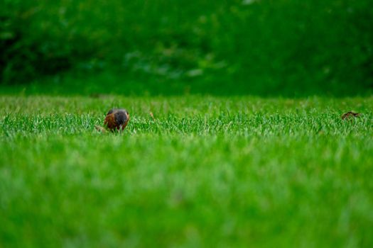 A Foraging American Robin in a Field of Bright Green Grass