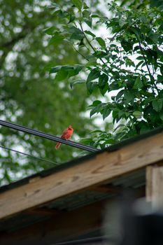 A Cardinal Perched on a Telephone Wire Over a Wooden Gazebo in a Backyard in Pennsylvania