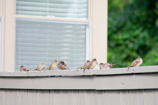 A Group of House Sparrows on a Grey Wooden Fence in a backyard in Suburban Pennsylvania