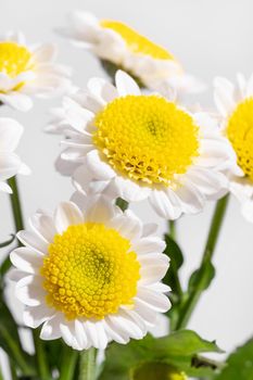 White daisy with yellow stamen at closeup with white background, macro shot under bright light side view