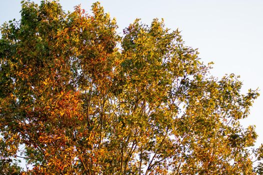 The Top of a Tree at Sunset at the Start of Autumn as the Leaves are Changing