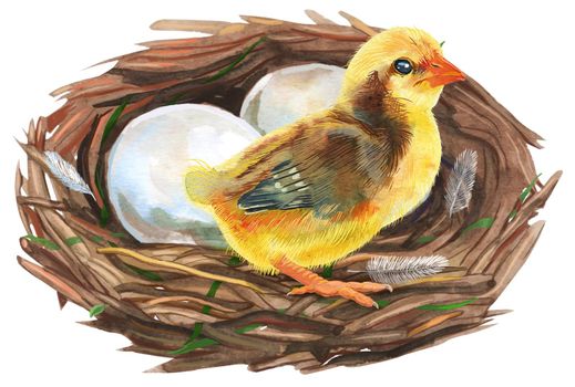 Nest with eggs and chicken. Painted with watercolors on white background. Spring decoration. Decorating for Easter.
