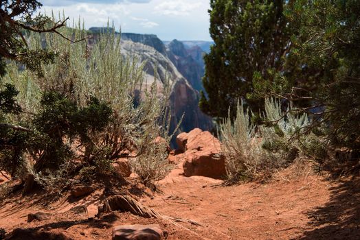 Nature textures in Zion National Park.