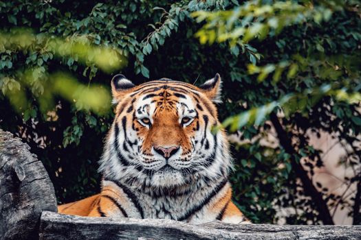 The Siberian tiger (Panthera tigris tigris) also called Amur tiger (Panthera tigris altaica) in the forest