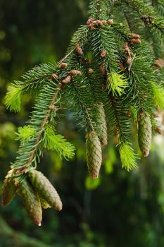 Spruce cone on a branch of a spruce tree in the forest in nature.