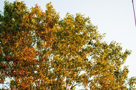 The Top of a Tree at Sunset at the Start of Autumn as the Leaves are Changing