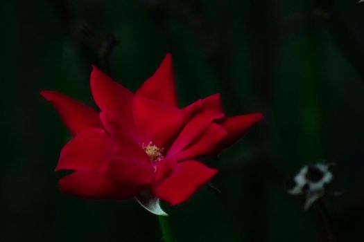 A Close Up Of a Bright Red Rose on a Dark Green Backround With Other Plants Out of Focus Behind It