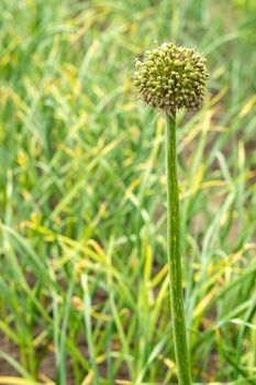 Onion plantation in the vegetable garden.Green onions growing in the ground of the garden in the village.