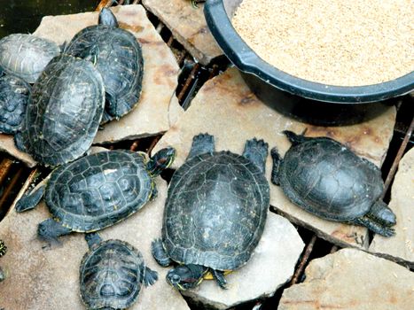 Guest House Dom Pavlovykh Odessa Swamp Turtles. High quality photo