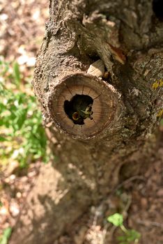 Two small birds in a nest inside a tree. Wood, close-up, detail and macro photography, blurred background. Hatchling begging for food