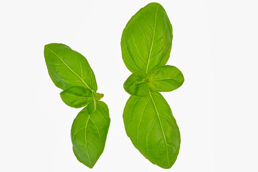 Fresh basil leaves isolated on a white background with clipping path and full depth of field. Top view with copy space for your text. Flat lay.