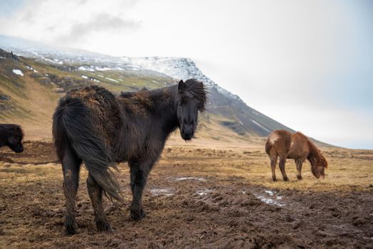 A dark Icelandic horse stands in the wind with his ears alert with another horse and snow capped mountains in the background. Warm brown tones with cloudy atmosphere.