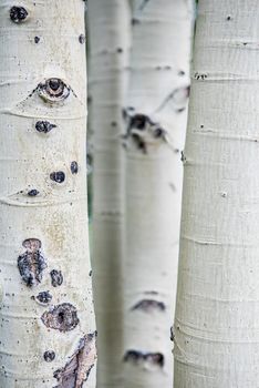 Close up of white birch trees that look like eyes in Monument Valley.