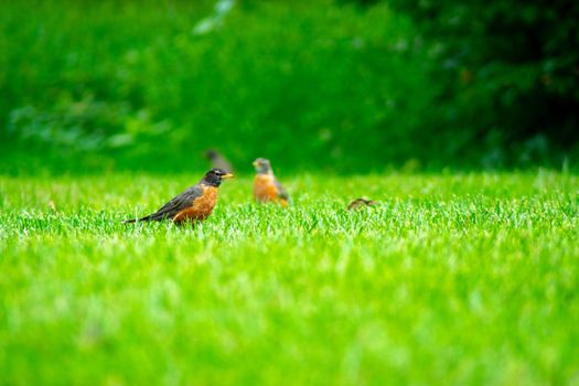 A Group of American Robin in a Field of Bright Green Grass