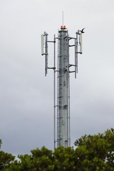 Galvanized network tower structure with antennas and eleonora's falcon (Falco eleonorae) spreading wings, Mossel Bay, South Africa