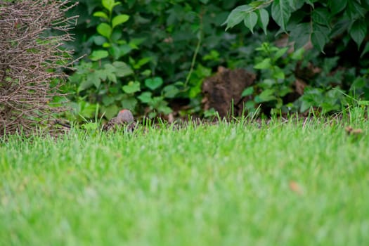 A Northern Flicker Foraging in Bright Green Grass