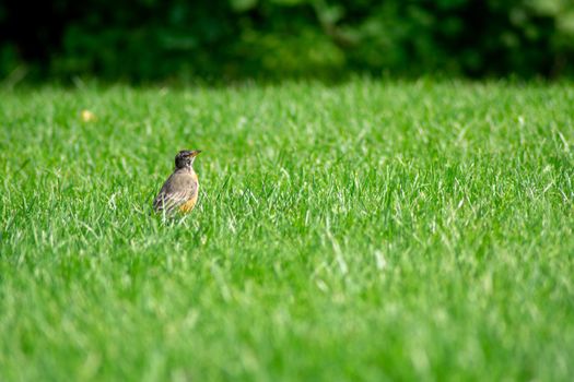 An American Robin Standing in a Bright Green Grass Field in a Backyard in Suburban Pennsylvania