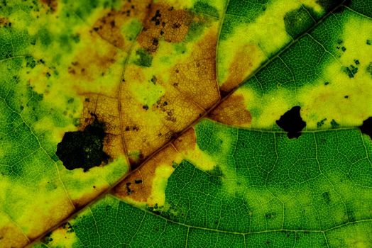 autumnal colored leaf in a macro