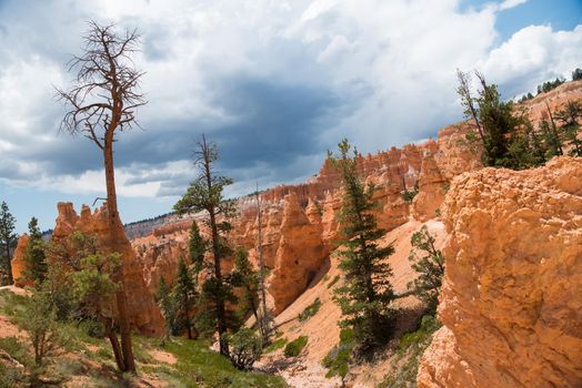 Bryce Canyon National Park hoodoos and pine trees in Utah, USA