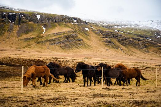 Black and brown Icelandic horses stick together in winter conditions