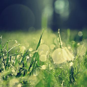 Beautiful nature background with grass and morning dew. Sunbeams of the morning sun with water drops. Concept for nature and environment