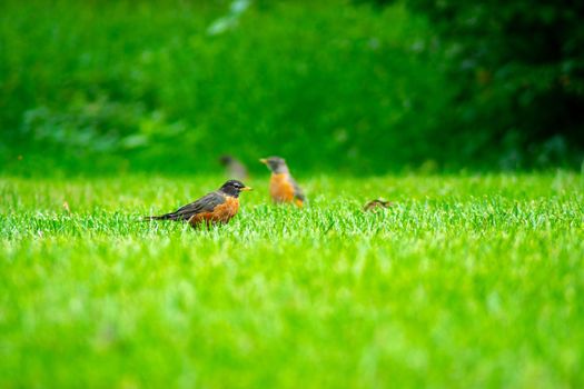 A Group of American Robin in a Field of Bright Green Grass