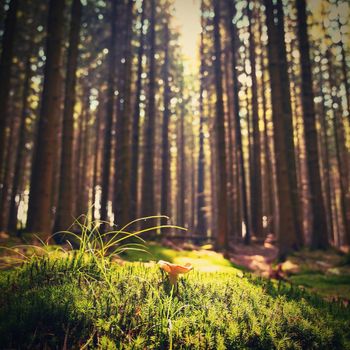 Beautiful natural green background with forest and mushroom in the moss. Summer day with trees and with sun rays for rest and relaxation. Concept for nature and environment.
