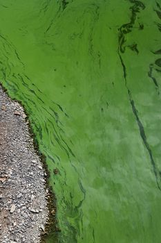 Cyanobacteria in the water. Dirty green water in a pond / dam in summer. Dangerous bathing for allergy sufferers. Environmental concept