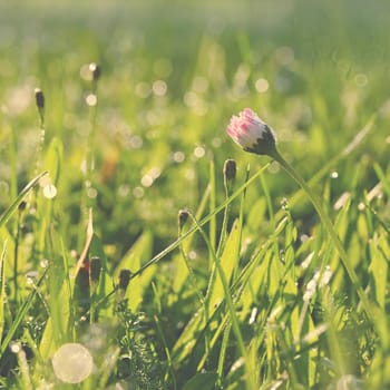 Beautiful nature background with grass and morning dew. Sunbeams of the morning sun with water drops. Concept for nature and environment