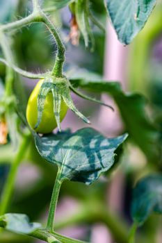 Tomato vegetable growing in outdoor garden
