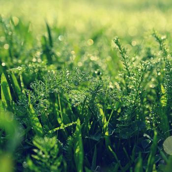 Beautiful nature background with grass and morning dew. Sunbeams of the morning sun with water drops. Concept for nature and environment