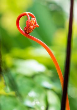 Stems and leaves of the bright red color of fern