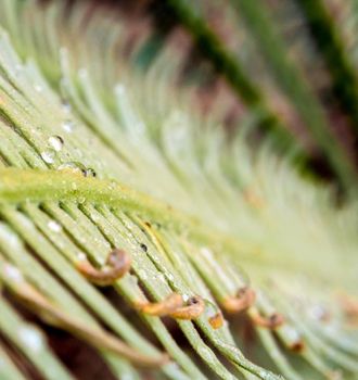 The fronds, pinnately compound leaves of Cycas siamensis plant