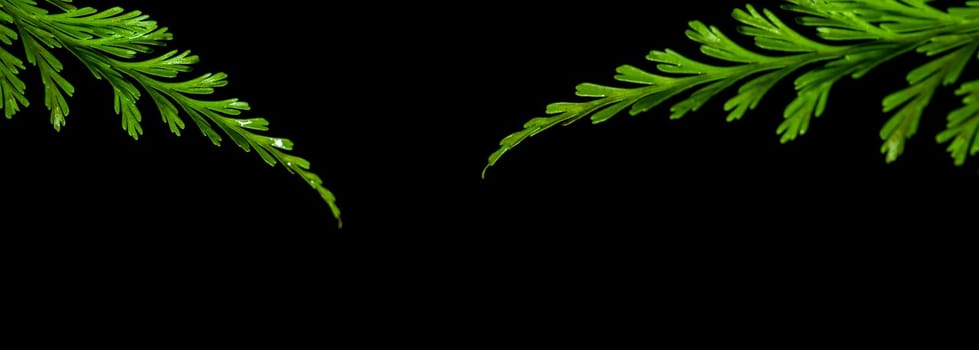 Freshness Green leaf of Fern on black background