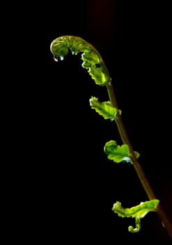 Freshness Green leaf of Fern on black background