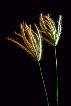 Flower of Swallen Finger grass in black background