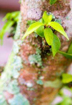 Close-up of beautiful green lichen, moss and algae growing covered on tree trunk in the garden