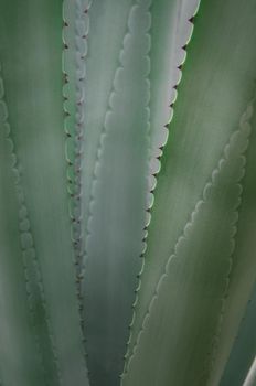 Agave succulent plant freshness texture on leaves surface with thorn of Agave americana