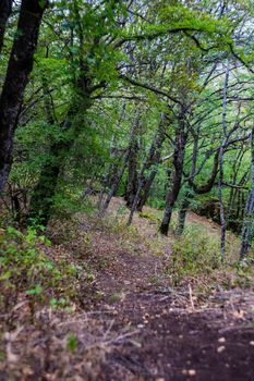 Wild forest in Birtvisi Canyon in summer time